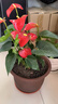 水培紅掌盆栽帶花一帆風(fēng)順花卉植物室內(nèi)好養(yǎng)綠植鴻運當頭四季開花 【爆款新品】特級紅掌（灰色繁星盆） 曬單實拍圖