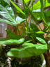 京東綠植發(fā)財(cái)樹盆栽水培桌面綠植物擺件招財(cái)單桿辦公室內(nèi)帶盆花卉源頭直發(fā) 曬單實(shí)拍圖