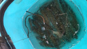 川澤一體成型夜光漂咬鉤變色高靈敏鯽魚漂醒目浮漂鰱鳙大物電子夜釣漂 升級款PL5-3(主攻鯽鯉)吃鉛2.5g 咬鉤變色款 曬單實拍圖