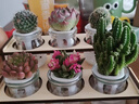 MPPMCK水培多肉植物仙人球水養綠植盆栽室內辦公室桌面微景觀(guān)節日禮物 DIY雙層隨機6款多肉 曬單實(shí)拍圖