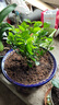 【雅之典】重瓣茉莉花盆栽室內(nèi)觀花植物四季好養(yǎng)帶花苞開花不斷綠植 主圖款造型10-12顆【綠色加侖盆】 好養(yǎng)活 曬單實(shí)拍圖