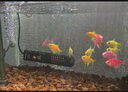 森森魚缸增氧泵水族箱氧氣泵LQE-50家用小型充氧泵3W單孔+全套配件 曬單實(shí)拍圖