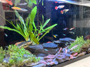 AMTRA TECHNIK德國安彩壁掛過濾器ex450魚缸過濾器龜缸低水位 EX450 標(biāo)準(zhǔn)款【內(nèi)含濾材】 曬單實(shí)拍圖