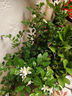 九里香盆栽茉莉花綠植室內(nèi)驅(qū)蚊四季開花帶花苞七里香水培盆景植物 高約40cm精品獨干九里香6年苗（原土球） 九里香 曬單實拍圖