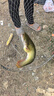 SHIMANO25新款禧瑪諾COMPLEX XR F4 F6紡車輪路亞泛用遠(yuǎn)投魚線輪 F6 2500HG 左右手互換型 曬單實拍圖