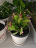 精品帶花苞開(kāi)花蟹爪蘭多色四季花卉家養盆栽室內陽(yáng)臺庭院多肉綠植 蟹爪蘭：紅色中盆【25-35花苞】原土球發(fā)貨 曬單實(shí)拍圖