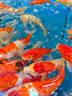 森森（SUNSUN）耀藍(lán)魚缸水泵小型潛水泵過濾泵抽水泵YQP-2500 40W 曬單實(shí)拍圖