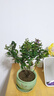 紫薇花盆栽植物樹室內(nèi)陽臺庭院觀花四季好養(yǎng)百日紅耐熱老樁樹苗 紫薇花+荷韻+底托 曬單實拍圖