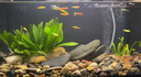 米家（MIJIA）小米米家智能生態(tài)魚缸還原自然生態(tài)補(bǔ)倉一次三月無憂出差旅行必備 曬單實拍圖