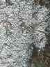 萌肉居白石頭鋪面花園造景鵝卵石景觀(guān)石天然白石子約1-2cm/45斤整包 曬單實(shí)拍圖