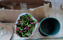 花翁蟹爪蘭盆栽（含加侖盆）室內(nèi)陽臺植物綠植花卉螃蟹抓蓮源頭直發(fā) 曬單實拍圖
