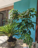 花城水調鐵樹(shù)公母一對盆栽大型蘇鐵綠植庭院樹(shù)苗辦公室公司室內室外大植物 高120-130CM含古典花紋瓷盆 曬單實(shí)拍圖