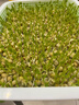北蔬 水培蔬菜豌豆種子芽苗菜育苗盤(pán)種植盒套裝 加深盤(pán)水培豌豆苗套餐 曬單實(shí)拍圖