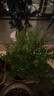 綠植盆栽多肉花卉盆栽植物室內(nèi)桌面水培綠植辦公室客廳植物懶人 金枝玉葉+梔子花+滿天星+肥（早安吸水盆） 曬單實(shí)拍圖