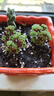 鑫干和（xinganhe）多肉植物組合盆栽多肉室內(nèi)盆栽綠植花卉室內(nèi)桌面植物 球松 曬單實(shí)拍圖