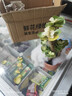 OEMG金錢(qián)木盆栽招財植物多肉老樁室內客廳辦公室桌面四季好養綠植花卉 玉錦金錢(qián)木3-5枝頭+（原廠(chǎng)塑料盆） 招財植物 15天包活 曬單實(shí)拍圖