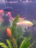 中國紅冷水淡水觀(guān)賞魚(yú)錦鯉魚(yú)活魚(yú)金魚(yú)小型好養紅鯉魚(yú)純種小錦鯉 10-12cm長(cháng)黑白黃紅各一條 曬單實(shí)拍圖