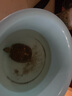 寸金（INCH-GOLD）烏龜糧龜糧烏龜飼料巴西龜豬鼻龜食水龜養(yǎng)龜專用飼料陸蝦干通用 500g大顆粒*1包 曬單實拍圖