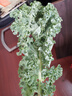 京鮮生 云南羽衣甘藍(lán)凈重2斤裝 輕食健身 榨汁涼拌新鮮蔬菜 源頭直發(fā) 曬單實(shí)拍圖