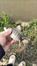 云飛魚(yú)無(wú)結主線(xiàn)線(xiàn)組套裝釣魚(yú)線(xiàn)主線(xiàn)成品綁好黑坑大物鰱鳙主線(xiàn)組配件漁具 5.4米八字環(huán)款4卷【拉力提升】 2.0號 曬單實(shí)拍圖