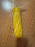 十月稻田 黃糯玉米 3.52斤(220g*8根) 25年新玉米 低脂 早餐零食 東北玉米 曬單實(shí)拍圖