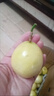 正宗欽蜜9號百香果爆甜不酸新鮮采摘樹(shù)上自然熟只賣(mài)精品百香果 5斤（精品百香果） 精品大果：?jiǎn)喂?0g-90g 曬單實(shí)拍圖