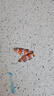 小丑魚(yú)海水魚(yú)觀(guān)賞魚(yú)人工公子尼莫耐活好養奧黑熊貓一公一母海缸 正品公子小丑3cm左右(一對2條) 曬單實(shí)拍圖