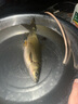 漢鼎一號5代魚竿超輕手竿4.5米臺釣竿鯽魚竿碳纖維手桿 4.5m小綜合 曬單實(shí)拍圖