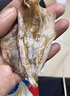 彩雙海燒烤魷魚干手撕芥末魷魚干淡干新曬北海大小尤魚干燒烤專用 A4魷魚干500g【38-42條】 曬單實(shí)拍圖
