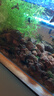 魚(yú)缸火山石溪流石造景底砂養魚(yú)大顆粒濾材水族箱龜多肉 京東物流 火山石1-3cm5斤【精篩魚(yú)缸造景】 曬單實(shí)拍圖