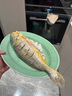 寧德深海大黃魚(yú)半野生超大黃花魚(yú)海鮮禮盒高端海鮮禮盒送禮整箱 1箱【3條裝】每條8-9兩 曬單實(shí)拍圖