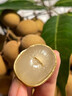 山姆伯伯廣東新鮮龍眼桂圓【多地次日達】年貨水果中秋禮品 凈4.5斤裝【超劃算-80%選】 【蜜甜】茂名·石硤龍眼 曬單實(shí)拍圖