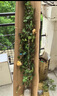 1.6米爬藤月季大苗蒂娜四季開(kāi)花薔薇基地直發(fā)【買(mǎi)就送扦插小苗】 粉色龍沙寶石1.6米開(kāi)花爆滿(mǎn) 送種植說(shuō)明書(shū) 曬單實(shí)拍圖
