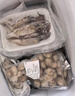 朵芙扇貝肉 扇貝粉絲蒜蓉 扇貝柱 超大帶黃扇貝肉生鮮貝類冷凍 【多件實惠】超大帶黃扇貝肉500g 曬單實拍圖