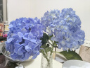 呂姆克花瓶玻璃花瓶擺件工藝品插花仿真干花富貴竹水養(yǎng)花瓶中號(hào)透明5043 曬單實(shí)拍圖