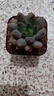 迎虞花苑新品稀有貴貨多肉植物組合好養易活品相很可愛(ài)套餐肉肉植物 金魚(yú)姬6-7厘米帶盆 不含盆 曬單實(shí)拍圖