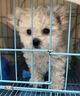 比熊幼犬活體純種比熊寵狗狗活體狗狗幼犬幼崽小狗 血統級 SSS級 母 曬單實(shí)拍圖