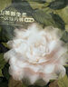 babycare山茶花高腰一次性內(nèi)褲孕婦產(chǎn)后大碼產(chǎn)婦旅行月子女士免洗 XL碼4條 曬單實(shí)拍圖
