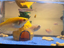 闊庭（KUOTING）魚缸水族箱生態(tài)桌面魚缸新款懶人魚缸過濾制氧一體機黑色【大號】 曬單實拍圖