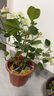 臨雅三角梅花樹(shù)苗盆栽帶花老樁特大苗漳紅櫻室內陽(yáng)臺高端爬藤四季開(kāi)花 綠櫻大苗 曬單實(shí)拍圖