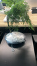 自然空間云片竹盆景植物室內綠植客廳中式盆栽 悠緣2文竹+圓孔石 源頭直發(fā) 曬單實(shí)拍圖