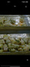 吉香居  榨菜真芯 減鹽榨菜0添加脂肪 25g*20袋 咸菜下飯菜佐餐清淡榨菜 曬單實(shí)拍圖