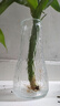 玻璃花瓶透明植物插花瓶水培容器大花瓶裝飾客廳擺件 【熱銷】透明水波紋（17*5.5*8） 1個裝 曬單實拍圖