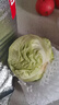 圓白菜約1kg 曬單實(shí)拍圖