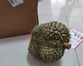 京鮮生 進口金枕頭榴蓮 凈重6-7斤 1個裝  鮮果 生鮮 新鮮水果 曬單實拍圖