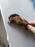 龍鳳河貴州臘肉煙熏臘豬腳整只免切臘豬蹄農家風(fēng)味臘肉燉菜下飯臘味年貨 1500g臘豬腳 曬單實(shí)拍圖