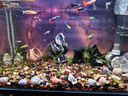 水族時(shí)光22W變頻水泵藍(lán)牙智控魚(yú)缸潛水泵小型底吸水陸兩用循環(huán)泵 曬單實(shí)拍圖