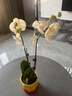 聽(tīng)雪樓蝴蝶蘭盆栽花劍蘭花卉苗室內客廳陽(yáng)臺綠植物全國多季好養活 珍珠白色系雙梗蝴蝶蘭【含冰淇淋陶瓷盆】 曬單實(shí)拍圖