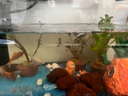 闊庭（KUOTING）魚(yú)缸水族箱生態(tài)桌面魚(yú)缸新款懶人魚(yú)缸生態(tài)造景過(guò)濾制氧一體機(jī)黑色 曬單實(shí)拍圖