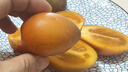 【順豐可選】樹(shù)番茄 新鮮洋酸茄云南特產(chǎn)水果西紅柿樹(shù)蕃茄小番茄 【樹(shù)番茄】 2斤 大果（8枚左右/斤） |普通快遞 曬單實(shí)拍圖